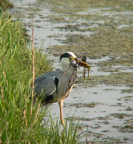 Blauwereiger_kievit130506